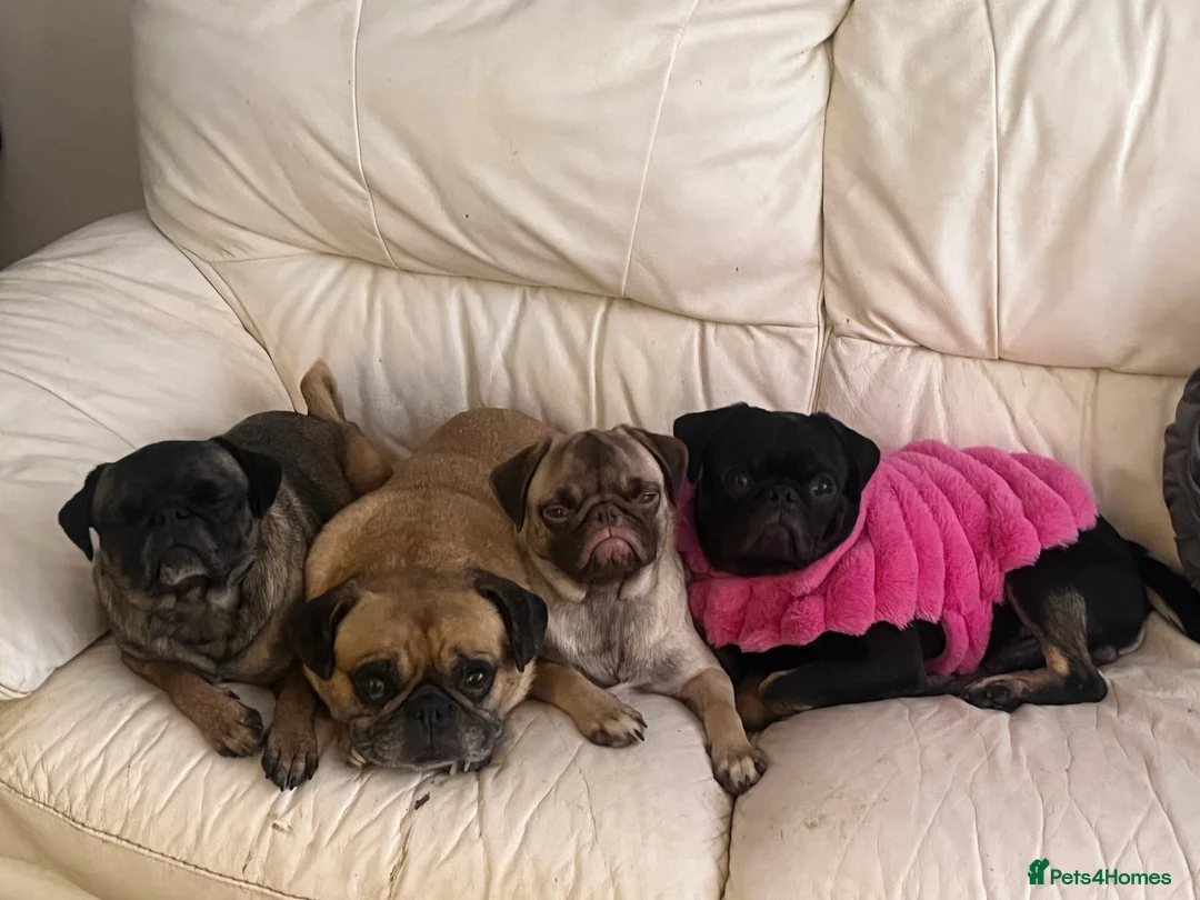 Pug dogs for sale: Our new batch are due this weekend  - Advert 1