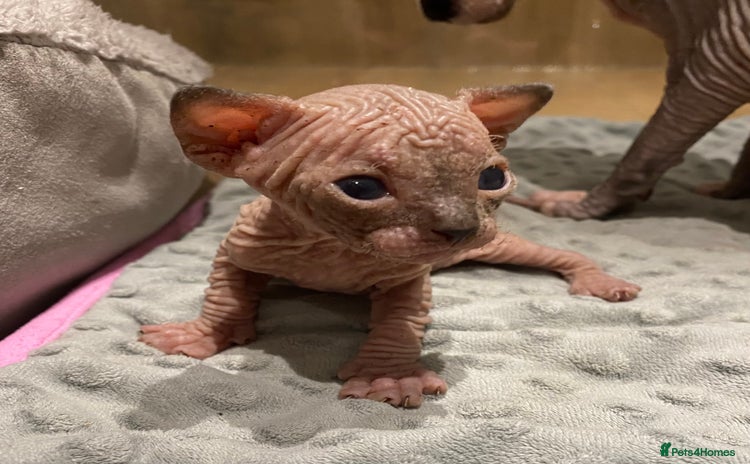 Sphynx cats - Advert 1