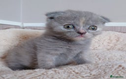 Scottish Fold cats for sale: Stunning Scottish fold kittens - Image 6