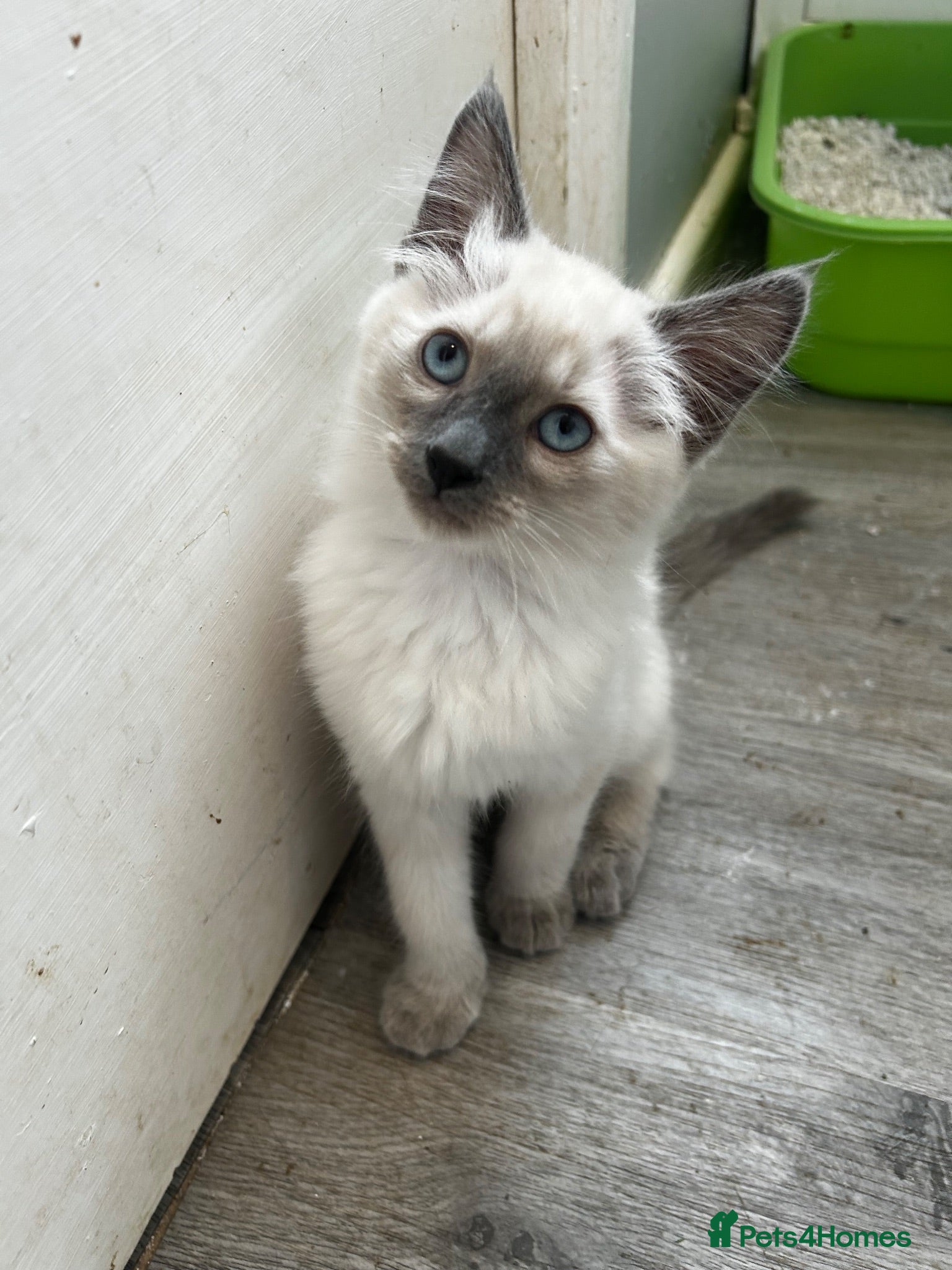 Mixed Breed cats Seal point? Male kitten for sale  - Advert 1