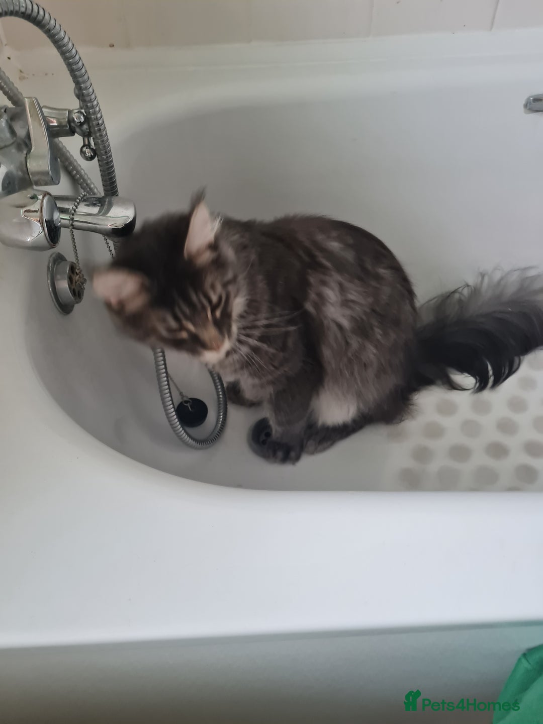 Maine Coon cats for sale: Stunning male Mainecoon  - Image 6