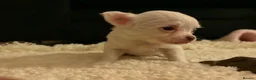 Chihuahua dogs for sale: Tiny Female chihuahua puppies  - Advert 18