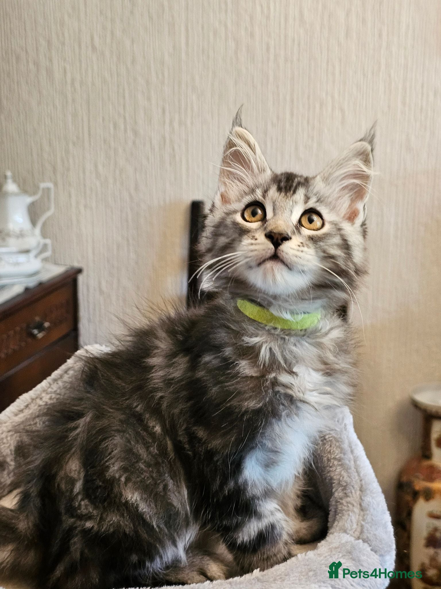 Maine Coon cats Maine Coon kittens  - Advert 1