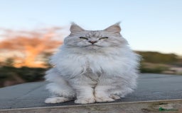 Maine Coon cats for sale: Black Silver Shaded proven stud boy - Advert 4