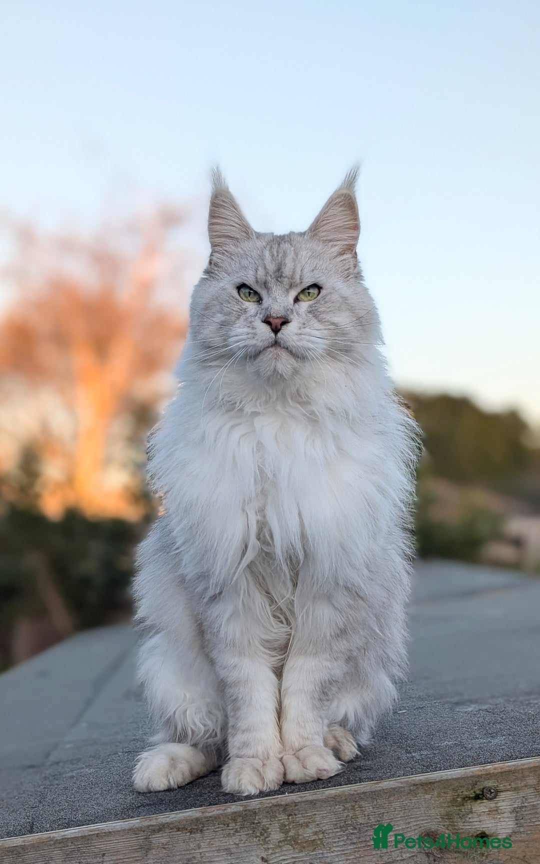 Maine Coon cats for sale: Black Silver Shaded proven stud boy - Advert 4