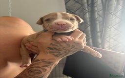 Mixed Breed dogs for sale: American Bulldog X Mastiff mix  - Image 28