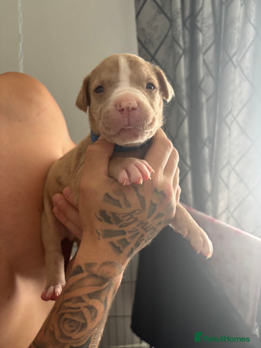 Mixed Breed dogs for sale: American Bulldog X Mastiff mix  - Image 28