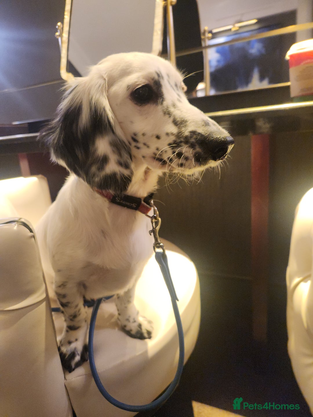 Dachshund dogs for sale: Last piebold black and white Dachshund Puppy  - Advert 3