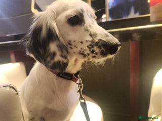 Dachshund dogs White and piebold black Dachshund Puppies - Advert 11