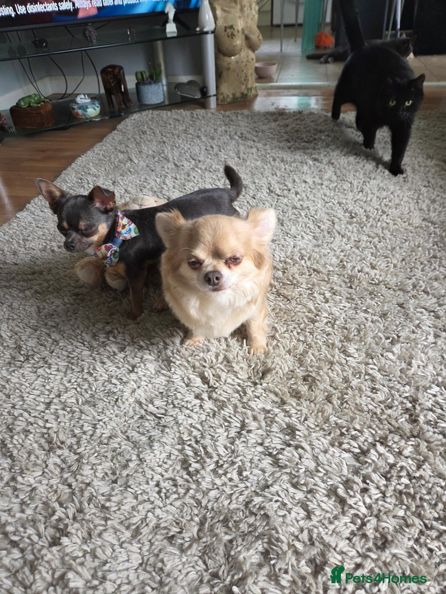 Chihuahua dogs Tiny chihuahua proven stud  - Advert 6