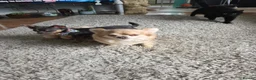 Chihuahua dogs for stud: Tiny chihuahua proven stud  in ELY - Advert 1