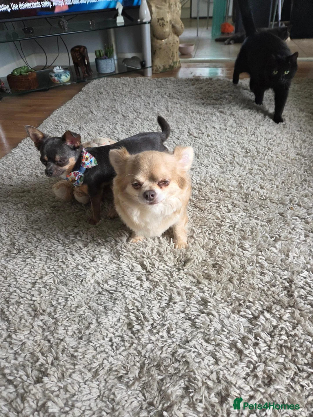 Chihuahua dogs for stud: Tiny chihuahua proven stud  in ELY - Advert 1