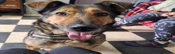 Mixed Breed dogs for adoption: Meet Kobi, currently residing in Cheshire  in Nantwich - Advert 8