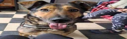 Mixed Breed dogs for adoption: Meet Kobi, currently residing in Cheshire  in Nantwich - Advert 8