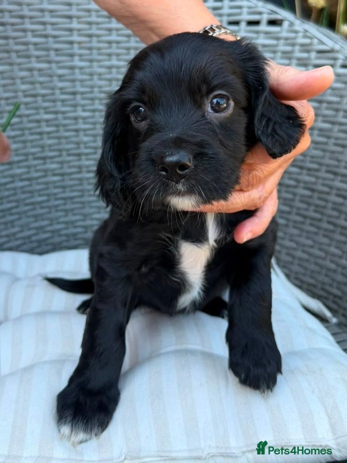 Sprocker dogs Sprocker spaniel  - Advert 2