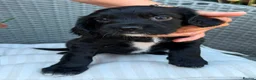 Sprocker dogs for sale: Sprocker spaniel  - Advert 6