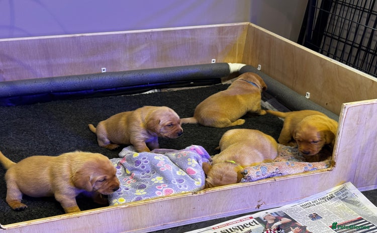 Labrador Retriever dogs - Advert 14