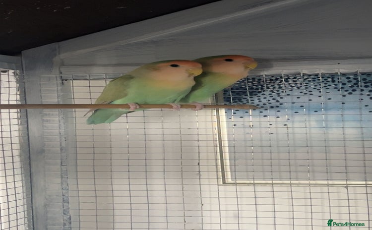 Lovebirds birds - Advert 7