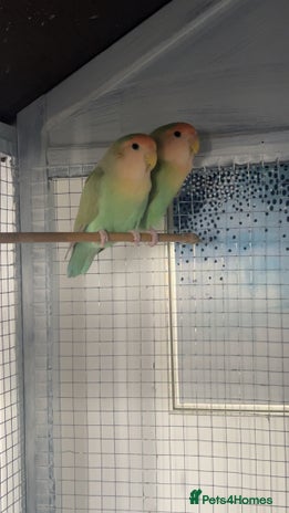 Lovebirds birds - Advert 9
