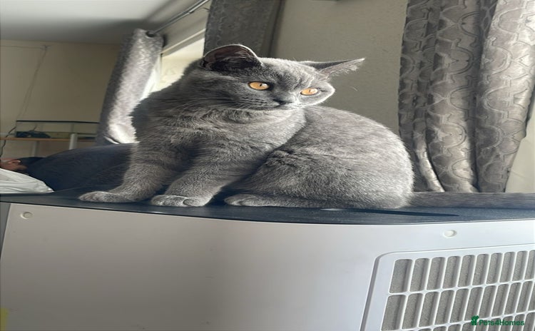 British Shorthair cats - Advert 16
