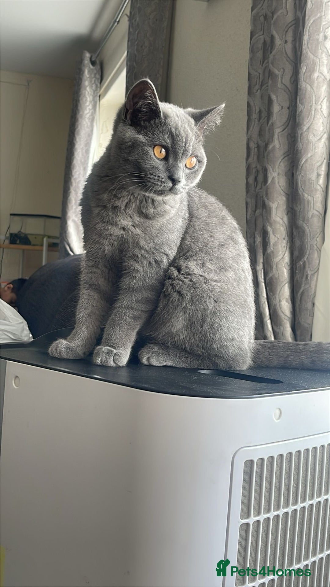 British Shorthair cats for sale: British Shorthair-Female - Image 1