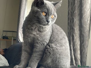 British Shorthair cats - Advert 35