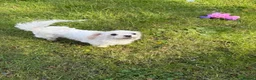 Maltese dogs for sale: Top quality girl for pet home! - Advert 3