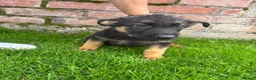 German Shepherd dogs for sale: Stunning Pedigree German Shepherd Puppies!  - Advert 4