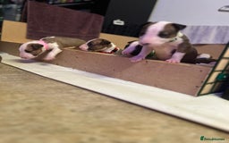 English Bull Terrier dogs for sale: English bull terriers  - Image 7