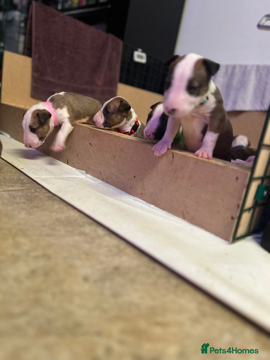 English Bull Terrier dogs for sale: English bull terriers  - Image 7