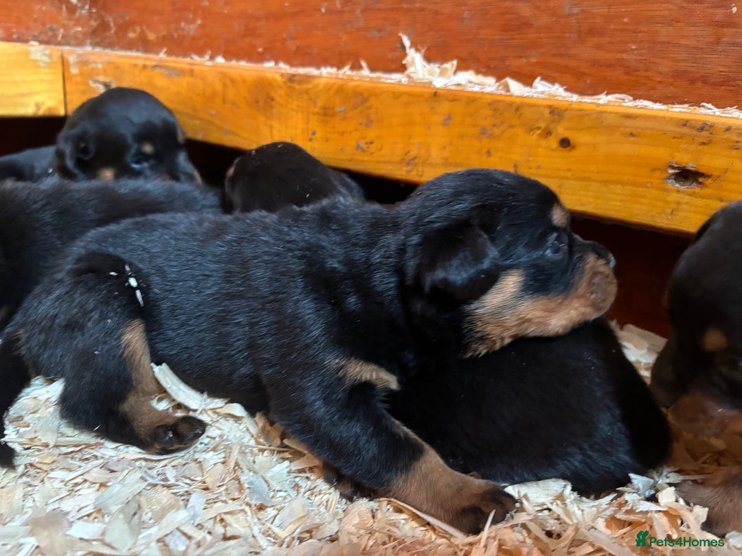 Rottweiler dogs for sale: Top Quality Rottweiler Puppies - Image 11