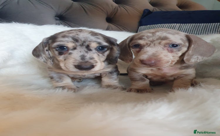 Dachshund dogs - Advert 1