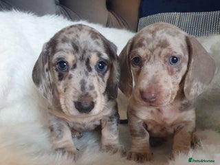 Dachshund dogs - Advert 16