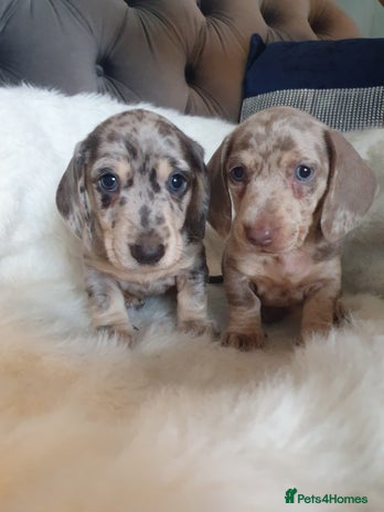 Dachshund dogs - Advert 2