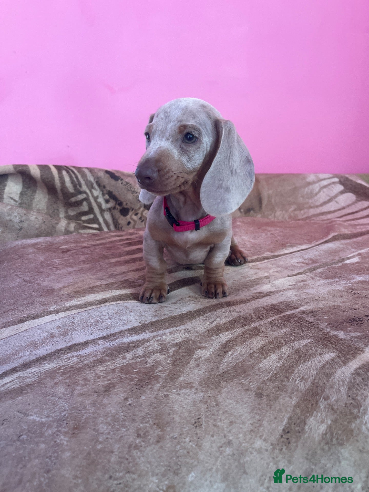 Miniature Dachshund dogs Pedigree miniature dachshunds ready now - Advert 6