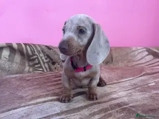 Miniature Dachshund dogs Pedigree miniature dachshunds ready now - Advert 6
