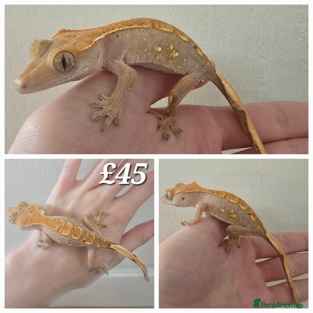 Gecko reptiles for sale: Crested Geckos in Milton Keynes - Image 3