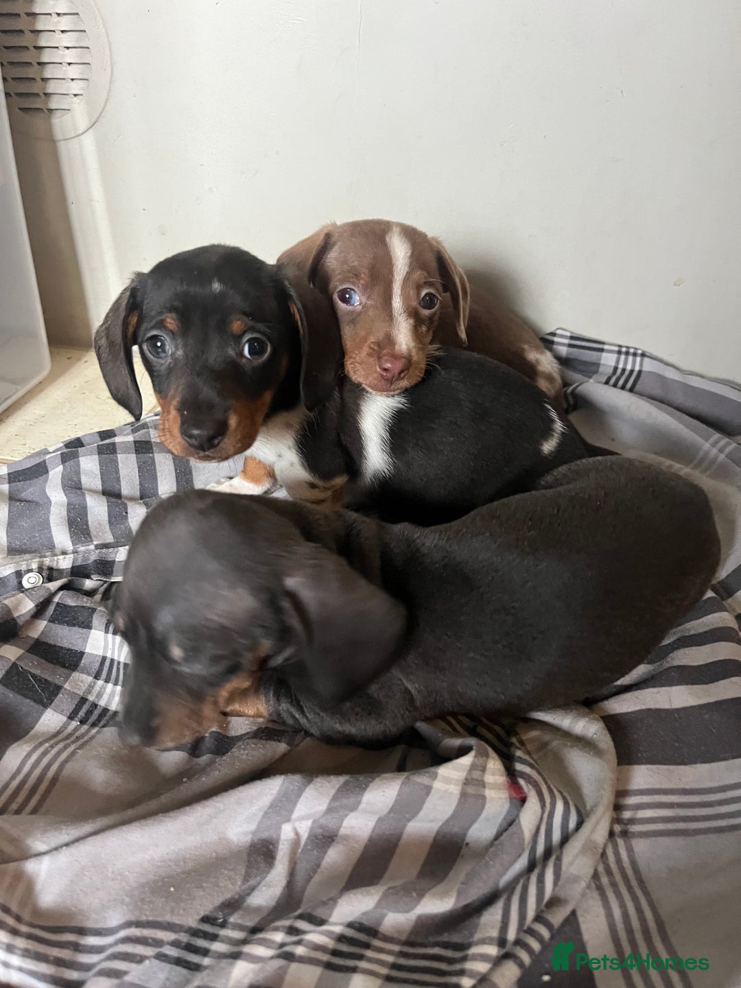 Miniature Dachshund dogs for sale: 💞Ready now Miniature dachshund 💞 - Advert 3