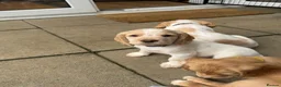 Cocker Spaniel dogs for sale: KC Lemon Roan Cockers from Champion Lines in Ellon - Advert 16