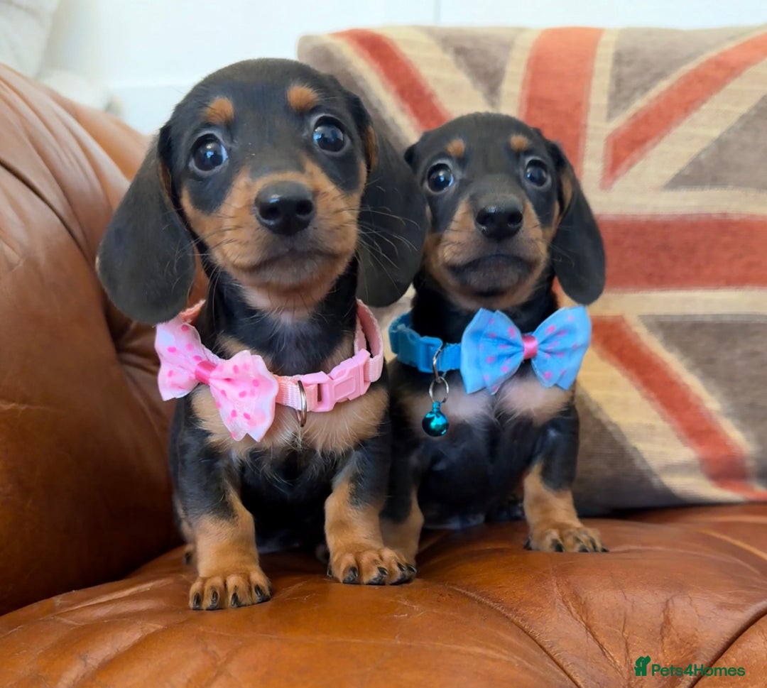 Miniature Dachshund dogs for sale: Beautiful Miniature Dachshunds 5 ⭐ License Breeder - Advert 11