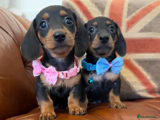 Miniature Dachshund dogs Beautiful Miniature Dachshunds 5 ⭐ License Breeder - Advert 6