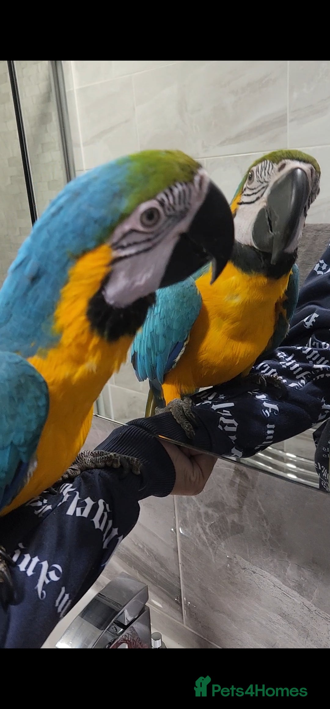 Budgerigars birds for sale: Baby Blue&Gold For Sale!  - Image 2
