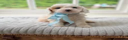 Cavapoo dogs for sale: Health tested Cavapoo puppies - Advert 13
