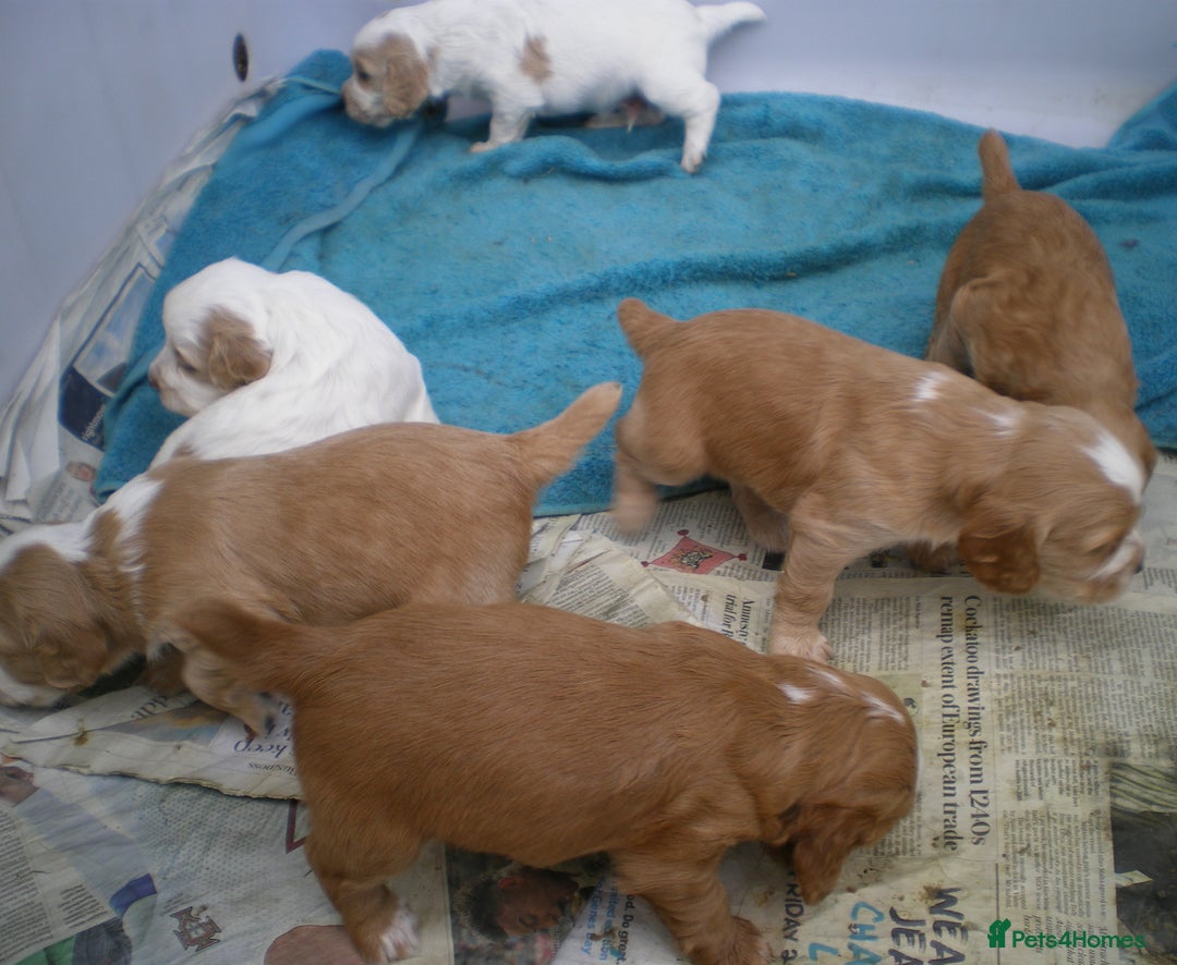 Cocker Spaniel dogs for sale: KC reg working cocker spaniel - Advert 3