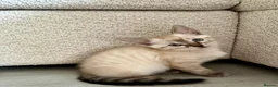 Bengal cats for sale: 🐯💕💙 beautiful rosette bengal kittens 💕💙🐯 - Advert 10