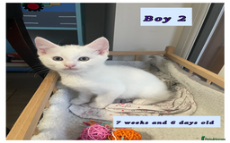 Mixed Breed cats for sale: White cuddly boy is looking for loving home 🏡  - Image 2