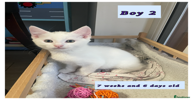 Mixed Breed cats - Advert 3