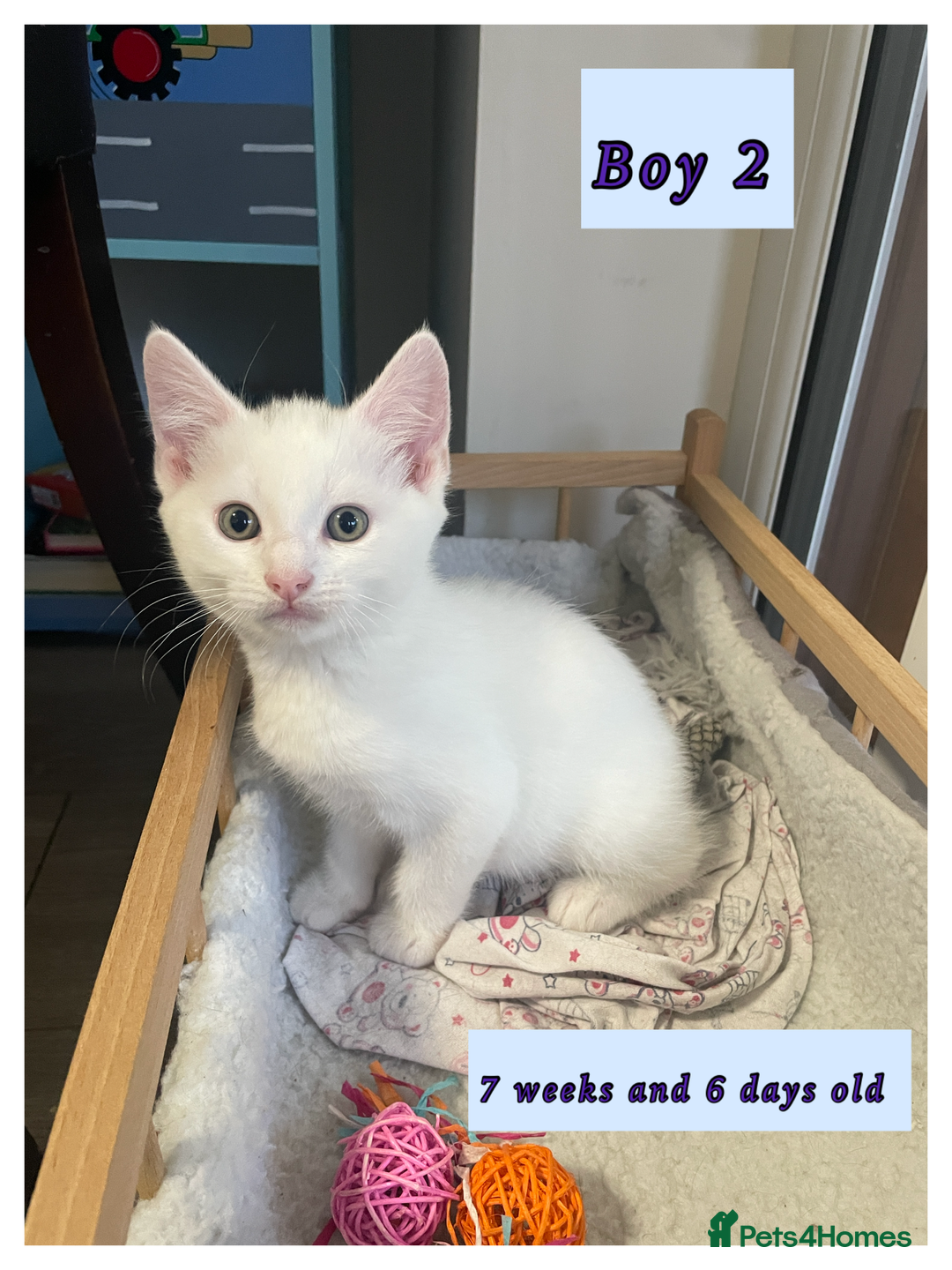 Mixed Breed cats for sale: White cuddly boy is looking for loving home 🏡  - Image 2