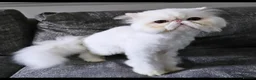 Persian cats for sale: 4 x white/black persian boy kittens - Advert 7