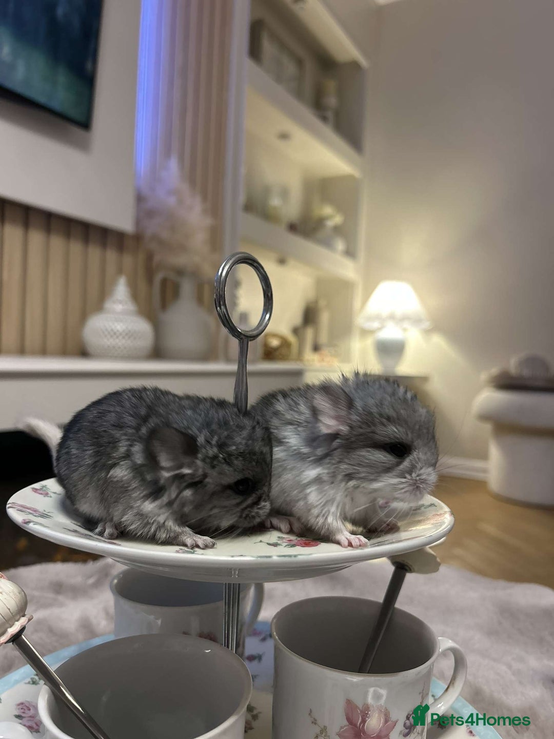 Chinchilla rodents for sale: Beautiful baby angora chinchillas  - Image 1